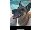 Adopt Lola a Brown/Chocolate - with Black Belgian Malinois / Mixed dog in