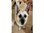 Adopt Ziggy 2 a Tan/Yellow/Fawn - with Black Shepherd (Unknown Type) / Mixed dog