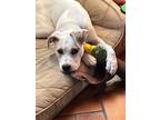 Adopt Ozzie a White - with Tan, Yellow or Fawn American Pit Bull Terrier /