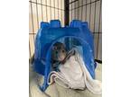 Adopt Tj a Rat (short coat) small animal in Nanaimo, BC (38093226)