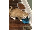 Adopt Milo a Orange or Red Tabby American Shorthair / Mixed (short coat) cat in