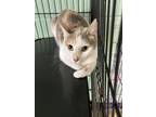 Adopt Petra - Adoptable a Domestic Shorthair / Mixed (short coat) cat in