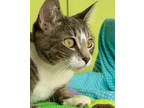 Adopt Portia a Gray or Blue Domestic Shorthair / Domestic Shorthair / Mixed cat
