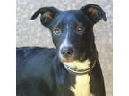 Adopt Wyatt a Black Labrador Retriever / Mixed dog in Lihue, HI (38091524)