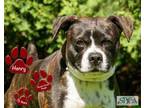 Adopt Henry a Brindle Boston Terrier / Beagle / Mixed dog in Williamsport