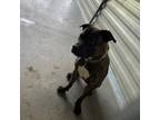 Adopt Gemma a Black Mastiff / Mixed dog in Kingston, ON (38089841)