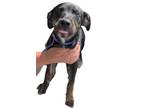 Adopt Marco a Catahoula Leopard Dog, Mixed Breed