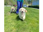 Adopt Mister a Tan/Yellow/Fawn Golden Retriever / Mixed dog in Dartmouth