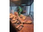 Adopt Toothless - Kitchener a Lizard / Mixed reptile, amphibian