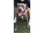 Adopt Shugg a Gray/Silver/Salt & Pepper - with White American Pit Bull Terrier /