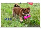 Adopt Max a Shih Tzu, Pomeranian