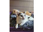 Mewtwo~20/21-0092c, Domestic Shorthair For Adoption In Bangor, Maine