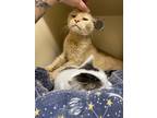 Wild Thing~22/23-0281c, Domestic Shorthair For Adoption In Bangor, Maine