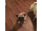 Pug Puppy for sale in Apex, NC, USA