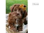 Shih-Poo Puppy for sale in South Bend, IN, USA