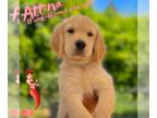 Golden Retriever PUPPY FOR SALE ADN-605916 - AKC Golden Retriever puppies
