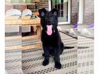 German Shepherd Dog PUPPY FOR SALE ADN-605790 - Solid Black Long Coat