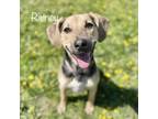 Adopt Rainey 23387 a Mixed Breed
