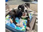 Adopt Macy -BRAND NEW Puppy a Black Labrador Retriever, Terrier