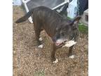 Adopt Lizzie a American Staffordshire Terrier