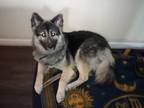 Adopt Courtesy Post. Please call the owner directly. a Husky
