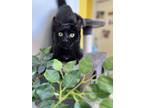Adopt Romeow a All Black Domestic Shorthair / Domestic Shorthair / Mixed cat in