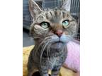 Adopt Magnolia a Brown Tabby Domestic Shorthair / Mixed (short coat) cat in