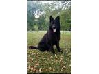 Adopt Dexter a Black German Shepherd Dog / Mixed dog in Atwater, OH (38109064)