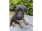 Adopt Sparrow a Black Mixed Breed (Large) / Mixed dog in Hamilton, ON (38108840)
