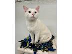 Adopt Powder a Domestic Shorthair / Mixed (short coat) cat in Gillette