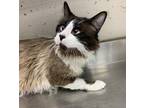 Adopt Simon a Domestic Longhair / Mixed cat in Sudbury, ON (38108622)
