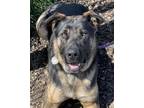 Adopt Ebony a Rottweiler / Shepherd (Unknown Type) / Mixed dog in Napa