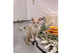 Adopt Einstein a Tan or Fawn (Mostly) Domestic Shorthair (short coat) cat in