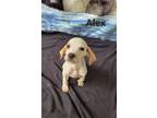 Adopt Alex a English Setter / Mixed dog in York, SC (38099529)