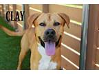 Adopt Clay a Labrador Retriever dog in Mooresville, NC (38107739)