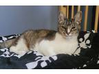 Adopt James a Brown Tabby Domestic Shorthair / Mixed (short coat) cat in Bolton