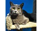Adopt Bonnie Blue - LAP LOVE and FREE Gift Bag a Gray or Blue Russian Blue /