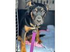 Adopt TUCKER a Rottweiler / Mixed Breed (Medium) / Mixed dog in Roanoke