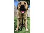 Adopt Pharaoh a Tan/Yellow/Fawn Anatolian Shepherd dog in Castle Rock