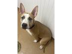 Adopt Stevie a Tan/Yellow/Fawn - with White Staffordshire Bull Terrier / Pit