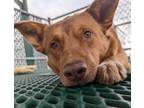 Adopt Kizmit a Cattle Dog / Chow Chow / Mixed dog in Reno, NV (38106927)