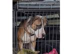Adopt Dodge a Boxer / Labrador Retriever / Mixed dog in Reno, NV (38106925)