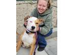 Adopt Chevy a Boxer / Labrador Retriever / Mixed dog in Reno, NV (38106924)