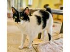 Adopt KiKi a Domestic Shorthair / Mixed (short coat) cat in Blountville