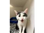 Adopt Butternut a Domestic Shorthair / Mixed (short coat) cat in Blountville