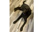 Adopt Lady a Black Labrador Retriever / Husky / Mixed dog in Meadville