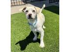 Adopt Hoitz a Dachshund dog in Oakdale, CA (38103320)