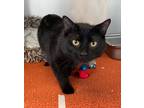 Adopt Black Knight a Domestic Shorthair / Mixed (short coat) cat in Logan