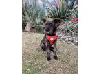 Adopt Amelia a Black - with Gray or Silver Schnauzer (Miniature) / Jack Russell