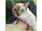 Adopt SNOW a Cream or Ivory Siamese / Mixed (short coat) cat in Lawton